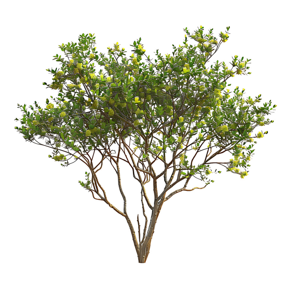 Larrea Divaricata on Transparent Cutout png