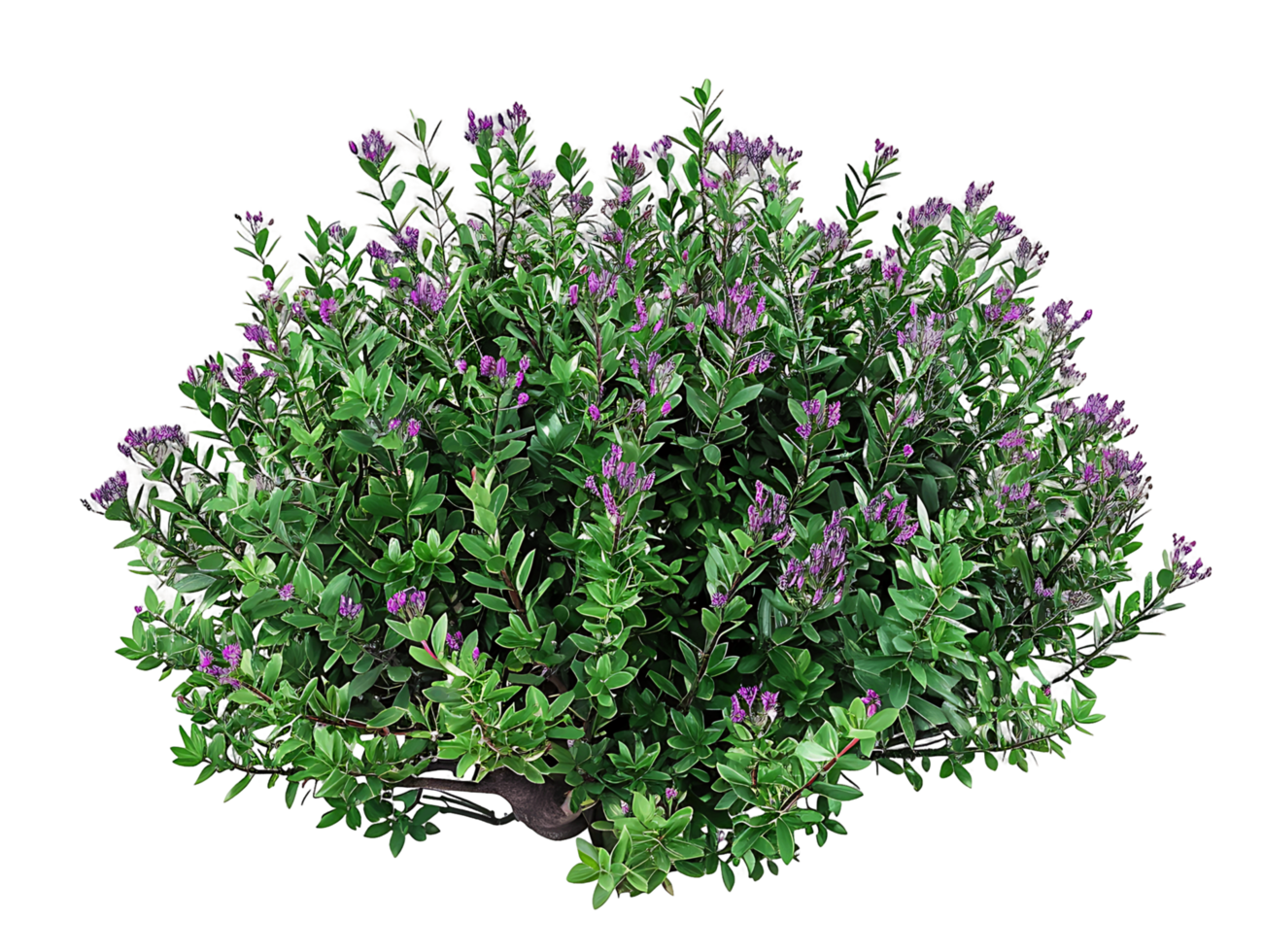 Leucophyllum Frutescens Bush on Transparent Background png