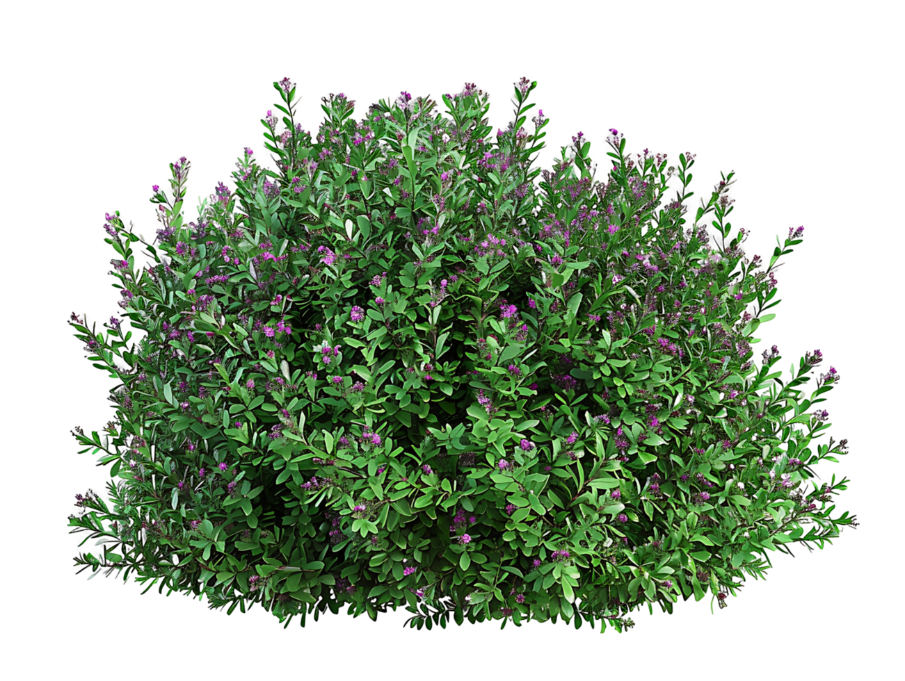 Leucophyllum Frutescens with Transparent Background png