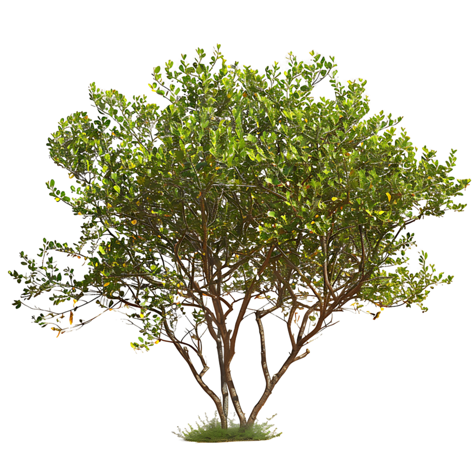 Larrea Divaricata Tree Isolated on Transparent png