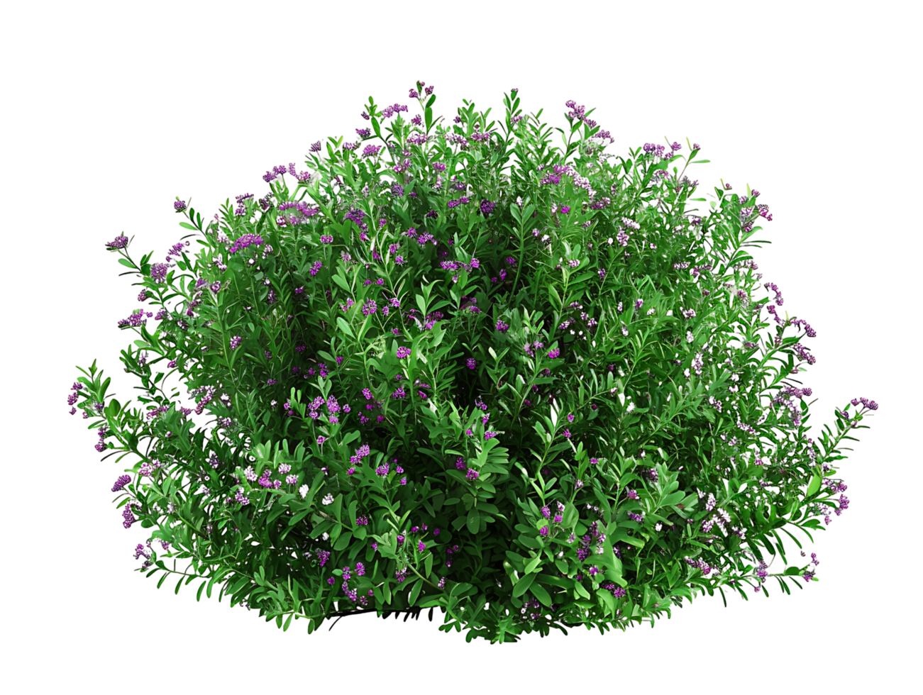 Leucophyllum Frutescens Bush Isolated on Transparent png
