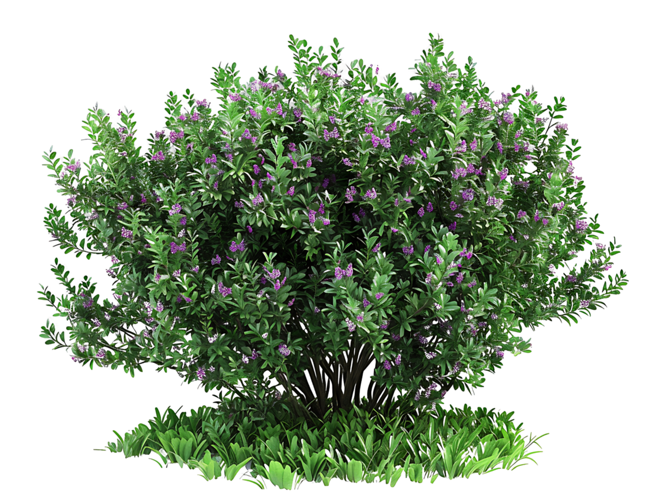Leucophyllum Frutescens on Transparent Background png