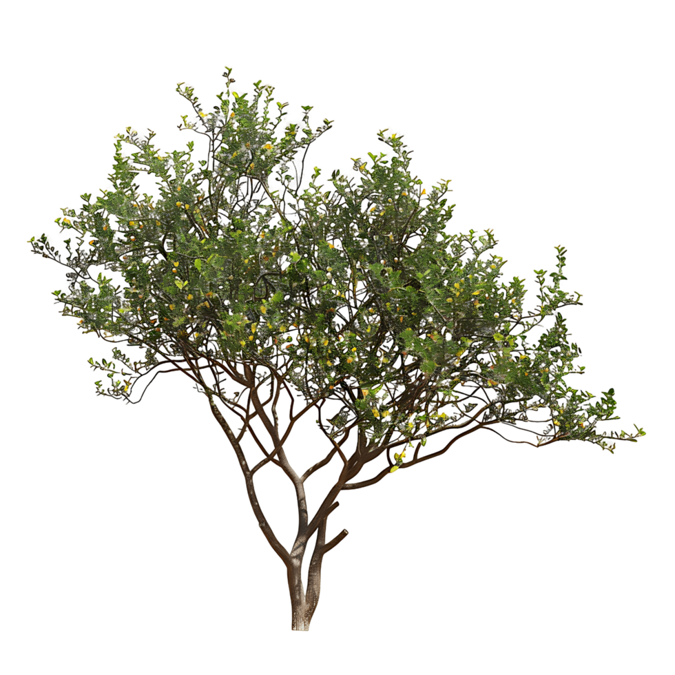 Larrea Divaricata on Transparent Background Cutout png