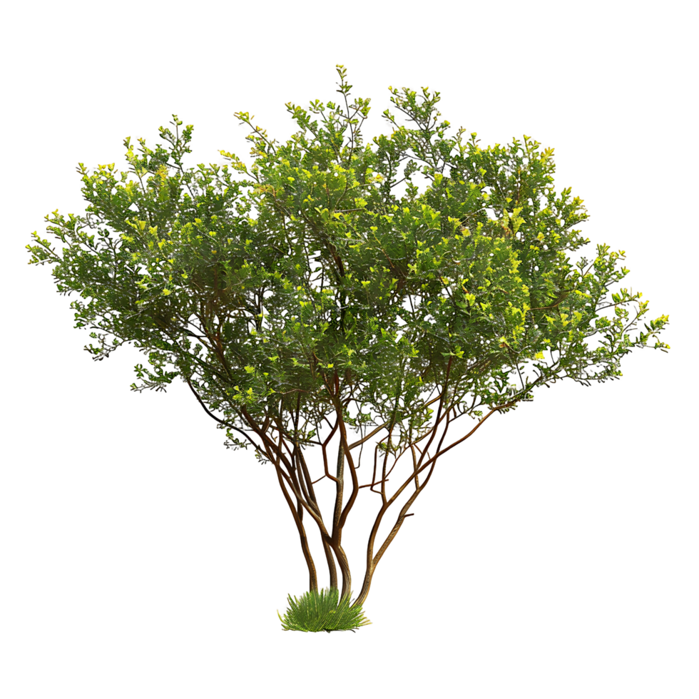 Larrea Divaricata Isolated on Transparent Background png