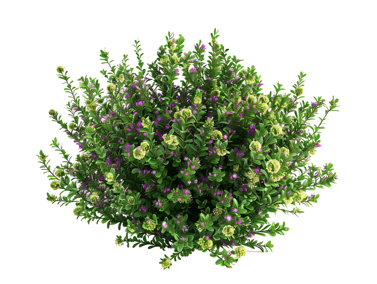 Leucophyllum Frutescens on Transparent Cutout png