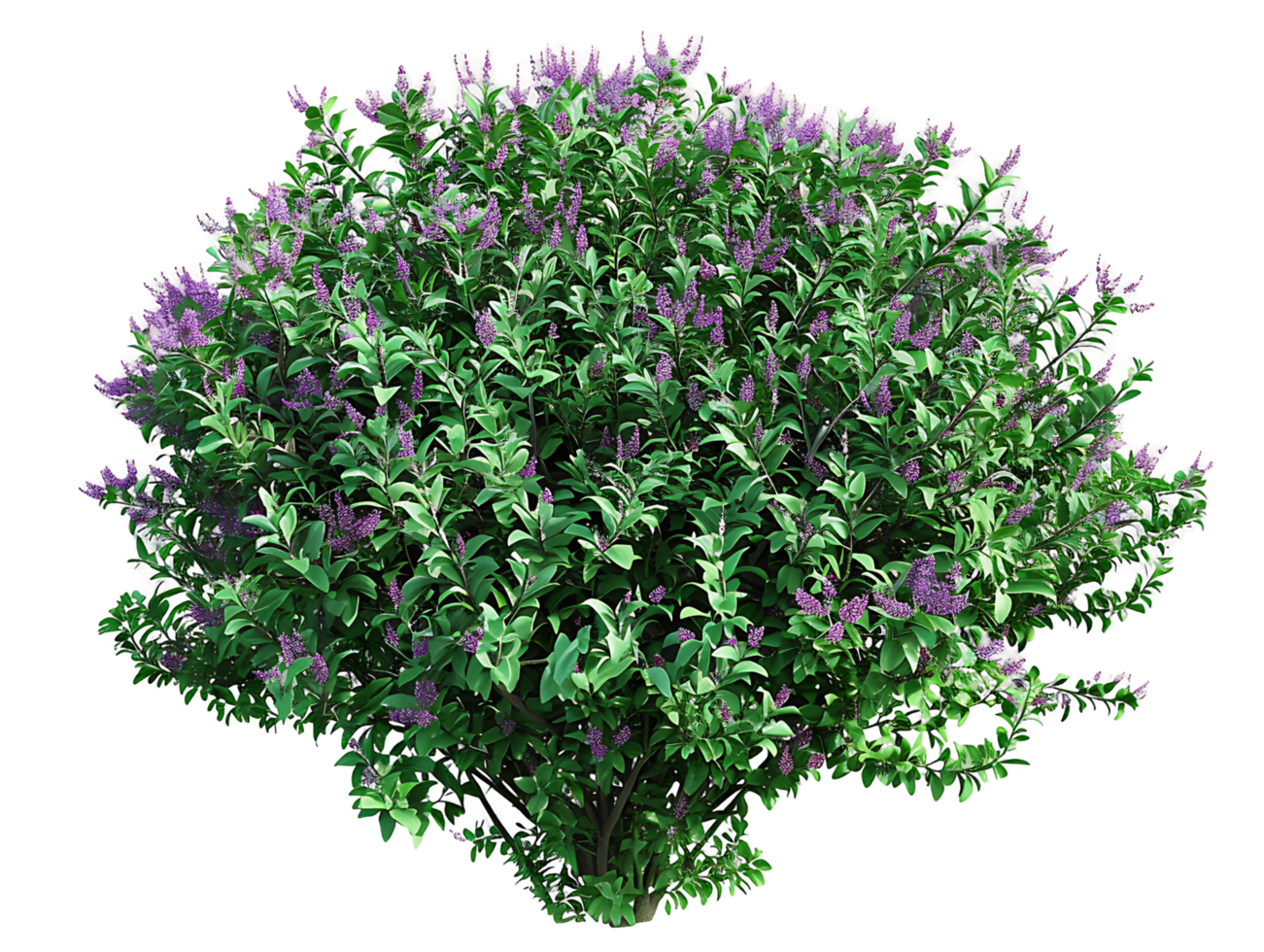 Leucophyllum Frutescens Bush with Clear Background png