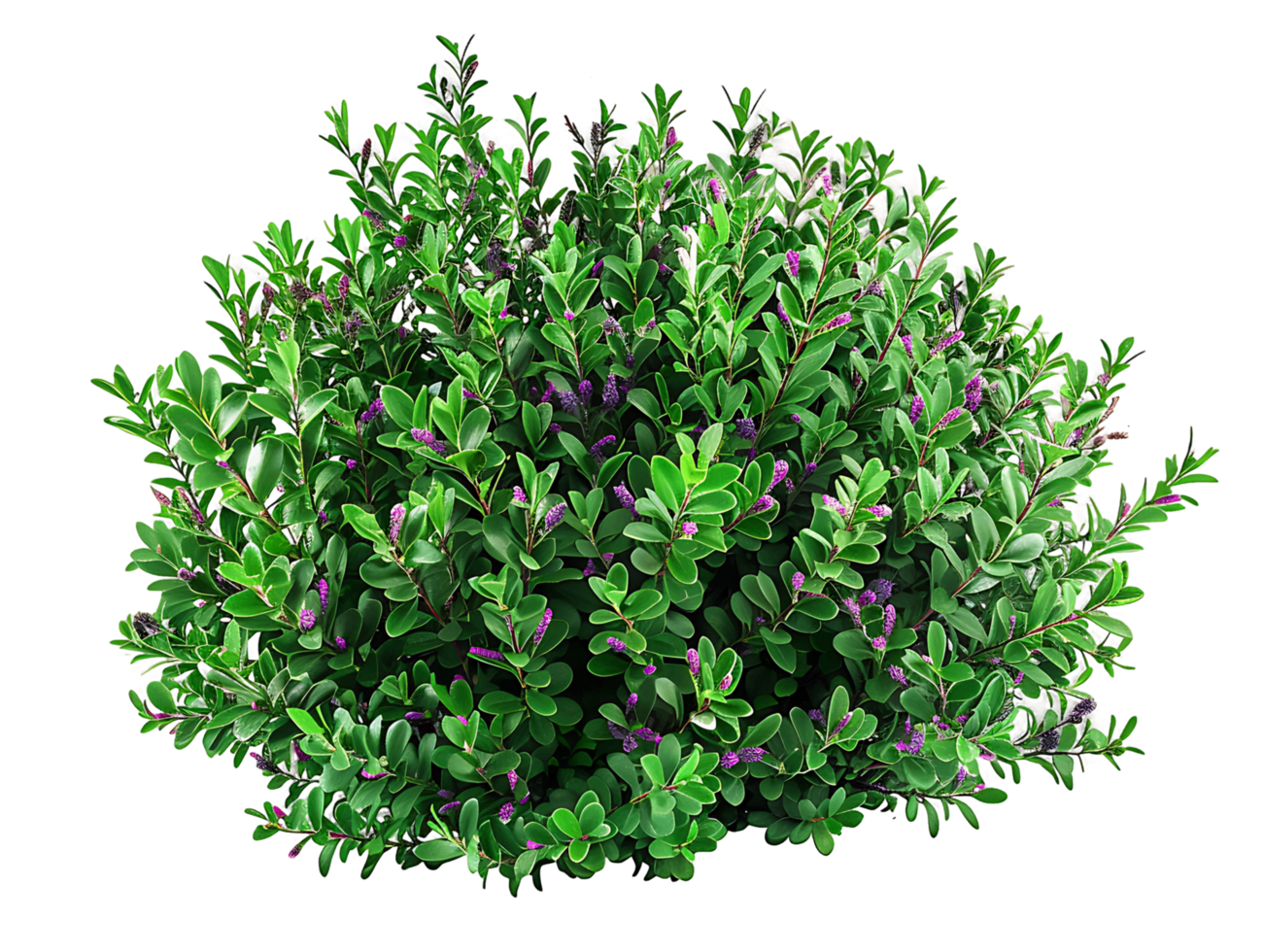 Leucophyllum Frutescens Bush Isolated on Transparent Background png