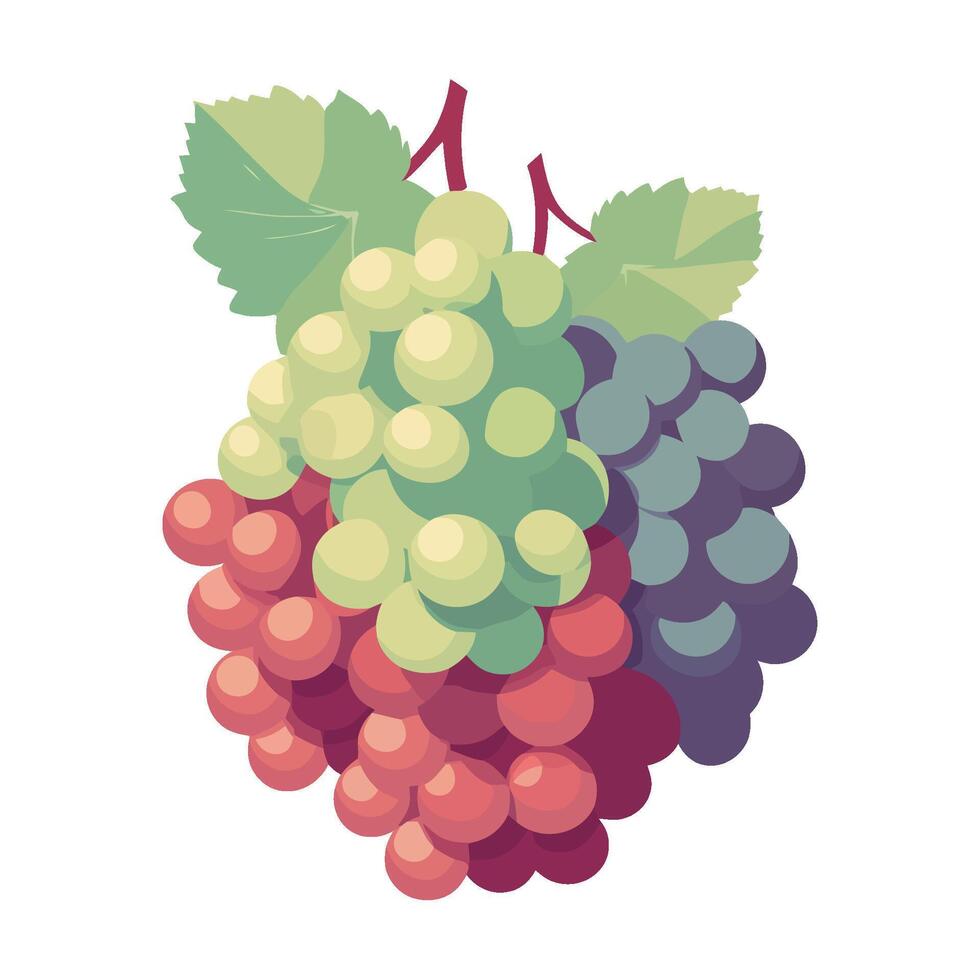 Fresh grape bunches on leafy green backdrop isolated vector