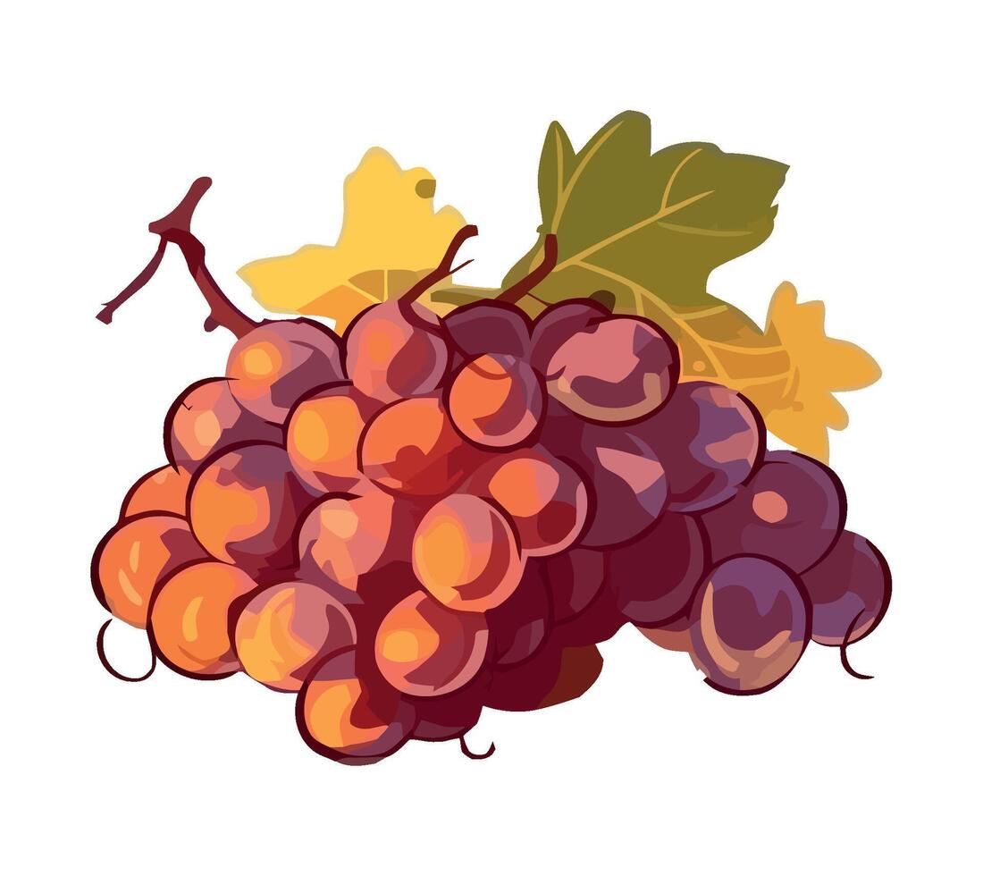 Ripe grape bunches on leafy autumn vine isolated vector