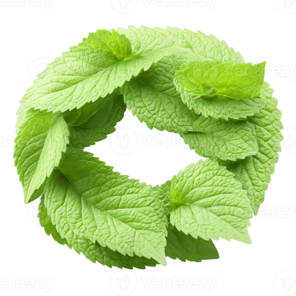 Spearmint leaves spinning in a cool refreshing spiral Mentha spicata Food and Culinary concept png
