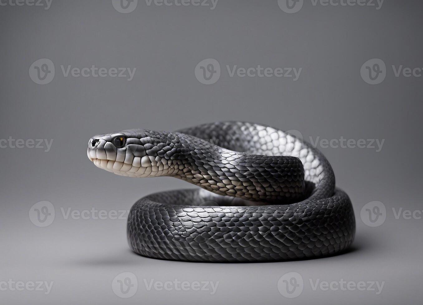A black snake coiled against a gray background photo