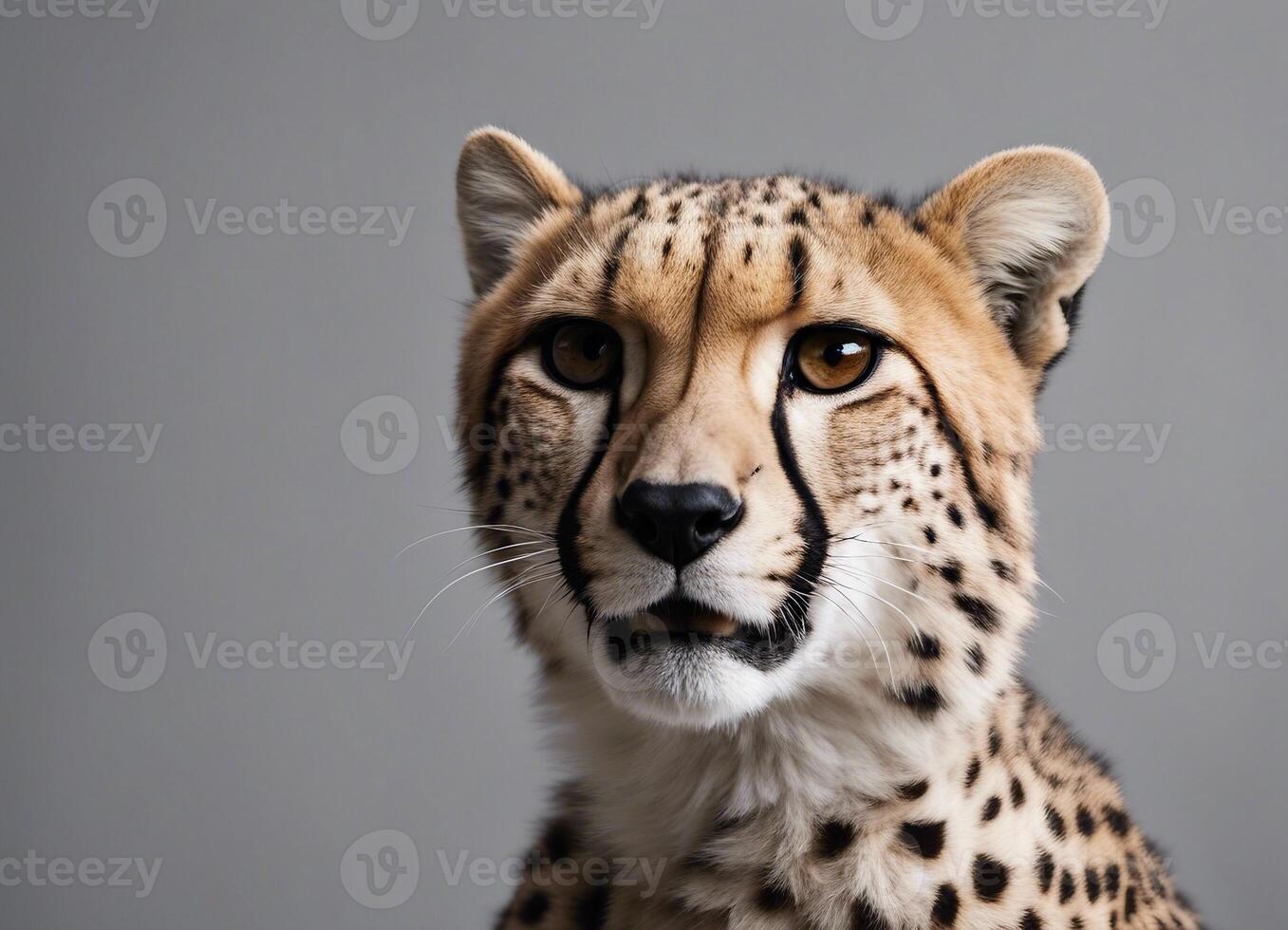 A close-up portrait of a cheetah with a grey background. Its gaze is intense and focused photo