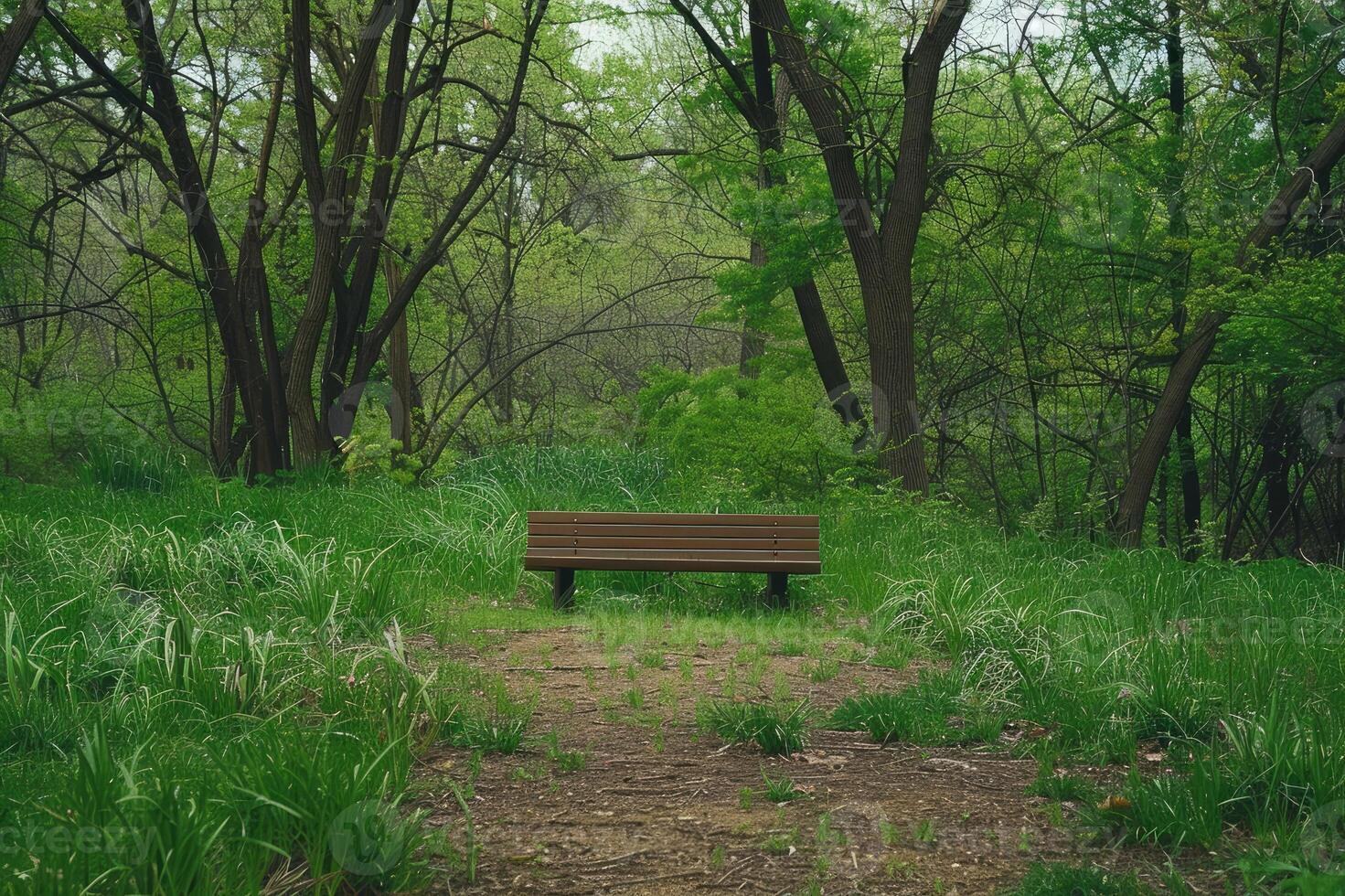 Wooden bench in lush green forest clearing photo