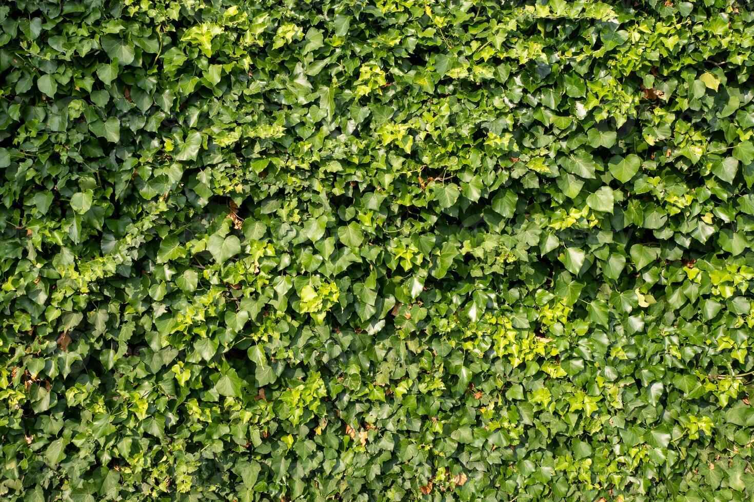 Lush green ivy wall background photo