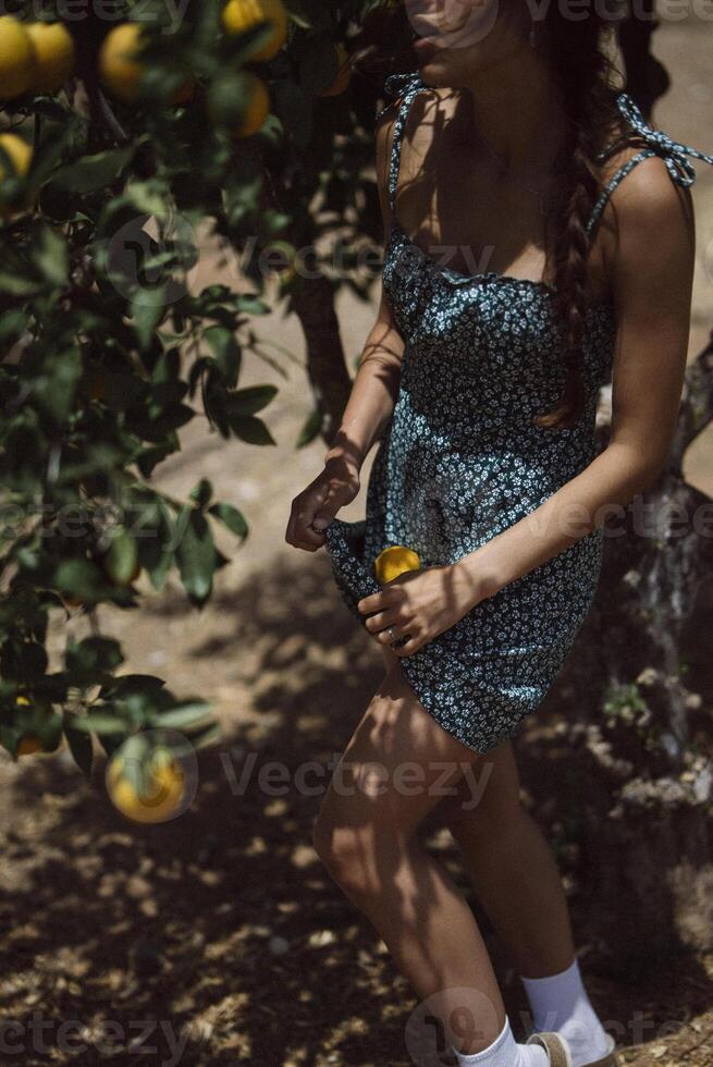 A woman enjoys a sunny day in an orchard, picking oranges among blooming branches photo