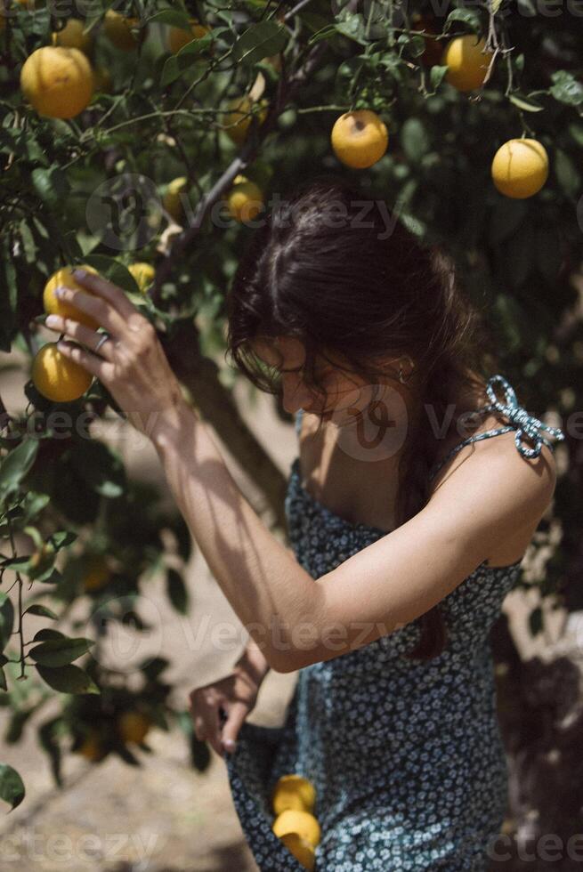 A woman peacefully picks fruits from a tree in an orchard on a sunny day, surrounded by greenery photo