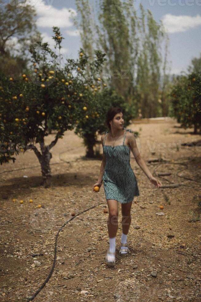 A woman picking oranges in an orchard, surrounded by green trees on a sunny day photo