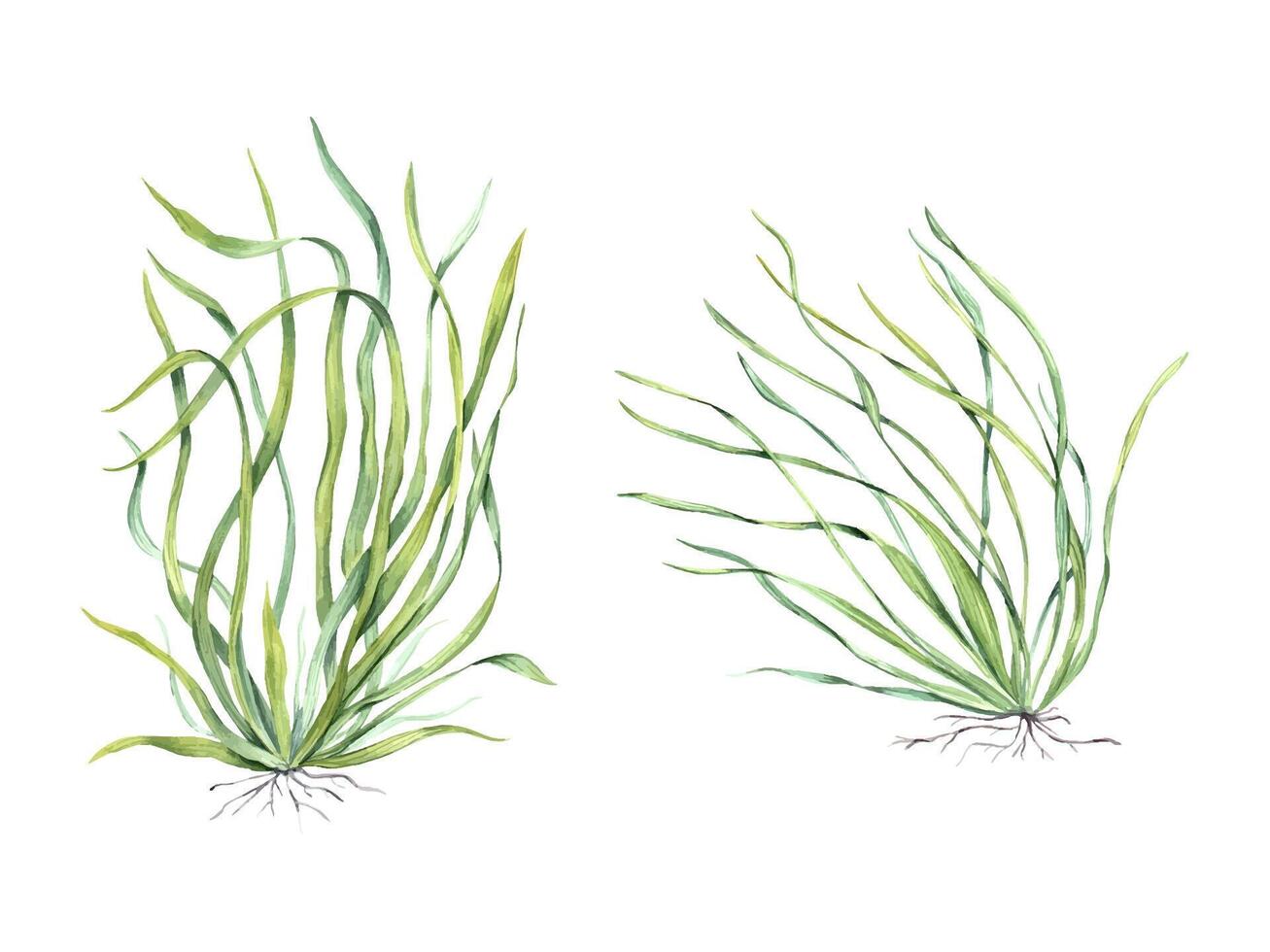 Sea grass. Aquarium plant. Algae, seaweed. Underwater kelp. Green herb. Long leaves. Watercolor illustration for shop design, print, card and logo vector