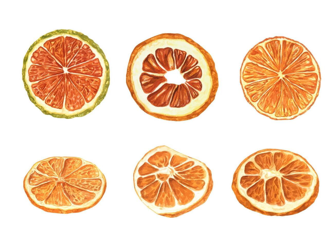 Dried citrus slice. Orange and lime slice set. Traditional attribute for Christmas baking and hot warming drinks. Watercolor illustration. Mulled wine or alcohol free drink. New Year holiday concept vector