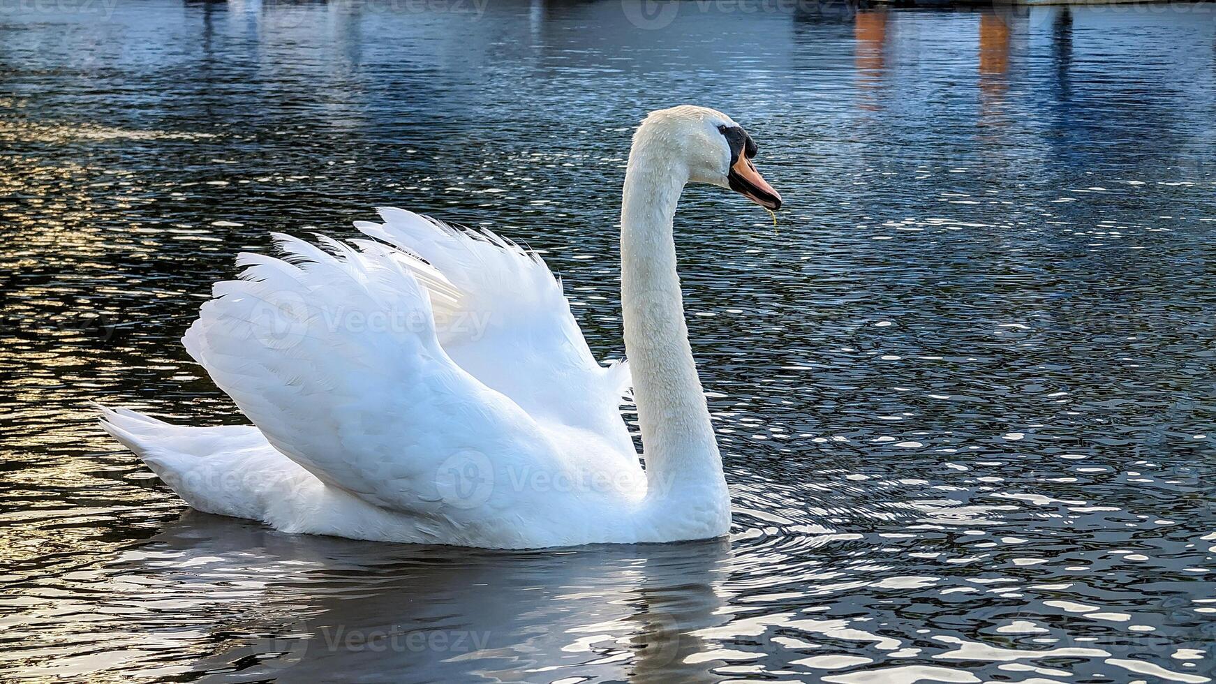 Beautiful white swan swimming and feeding in Corrib river, animals and wildlife background at Galway, Ireland photo
