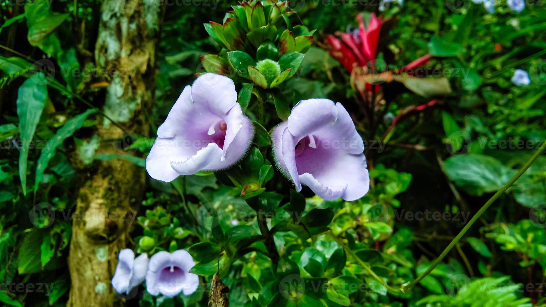 Gloxinia perennis flowers Druce Useful plant photo