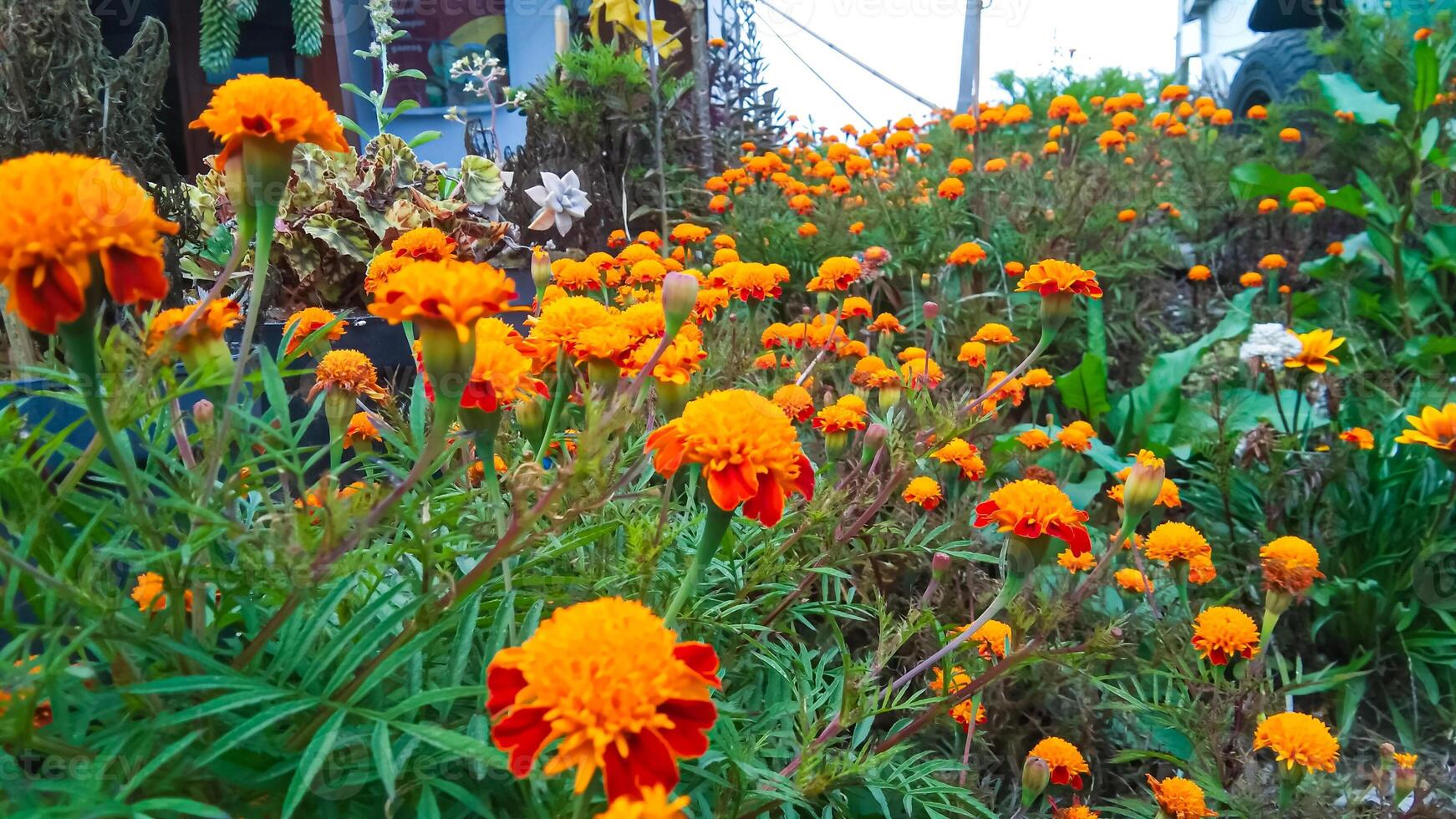 Very beautiful marigold flowers photo