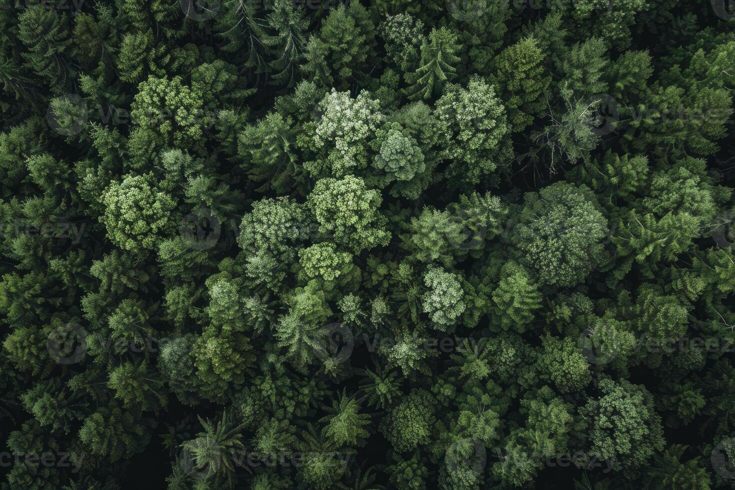 Aerial view of dense green forest canopy photo