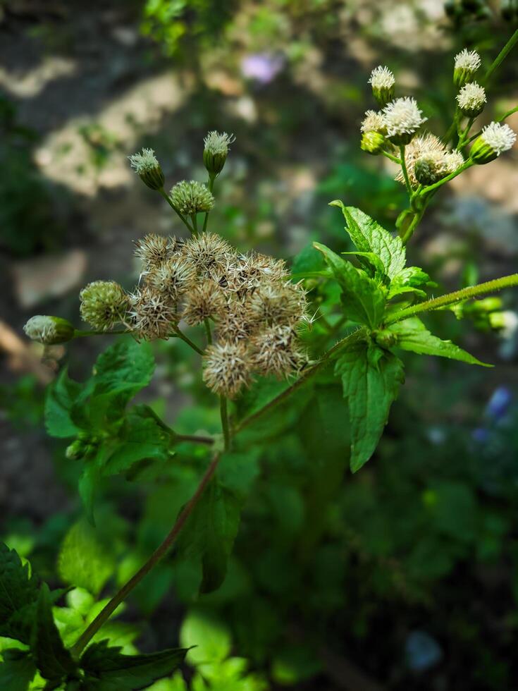 Herbal plant, bandotan weed or Ageratum conyzoides. originates from tropical America, especially Brazil, and has spread wildly in Asia. photo