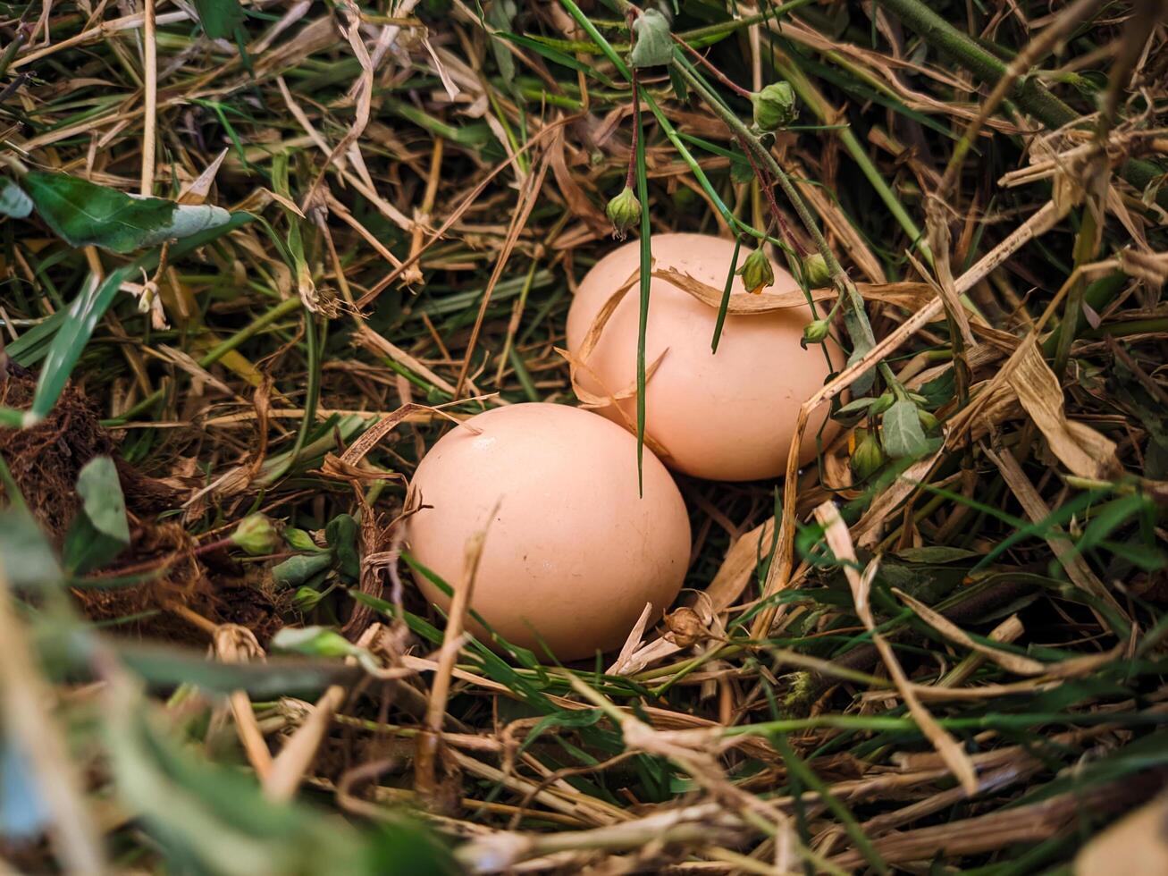 Photo of fresh Chicken Eggs in the nest