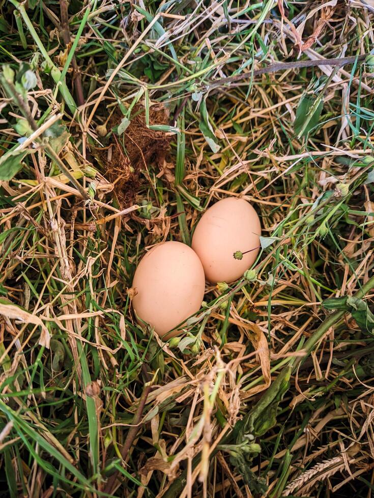 Photo of fresh Chicken Eggs in the nest
