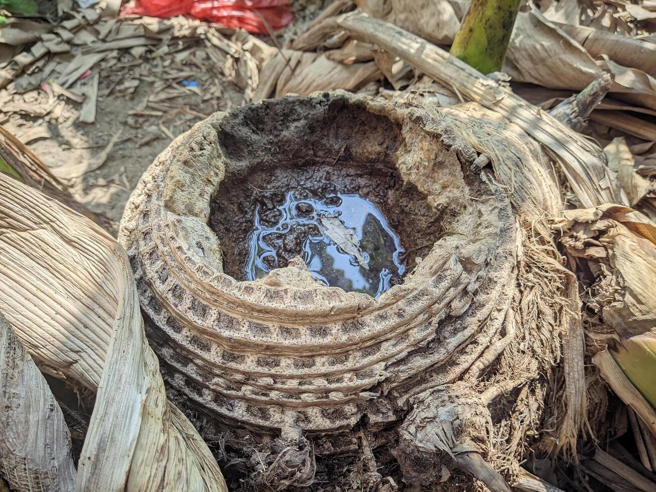 Photo of a former dry rotten banana tree which has a beautiful texture pattern