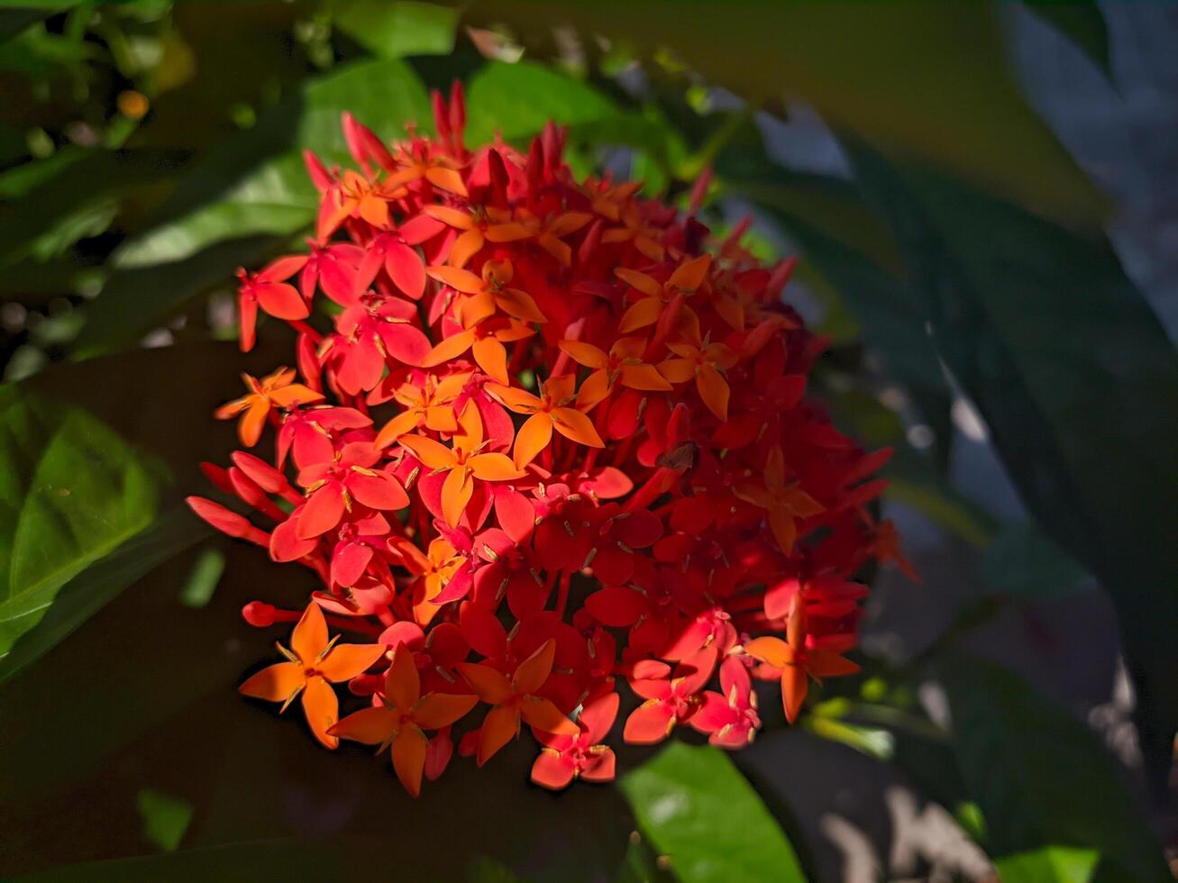 Ixora chinensis red flowers are blooming. Ixora chinensis, commonly known as Chinese ixora photo