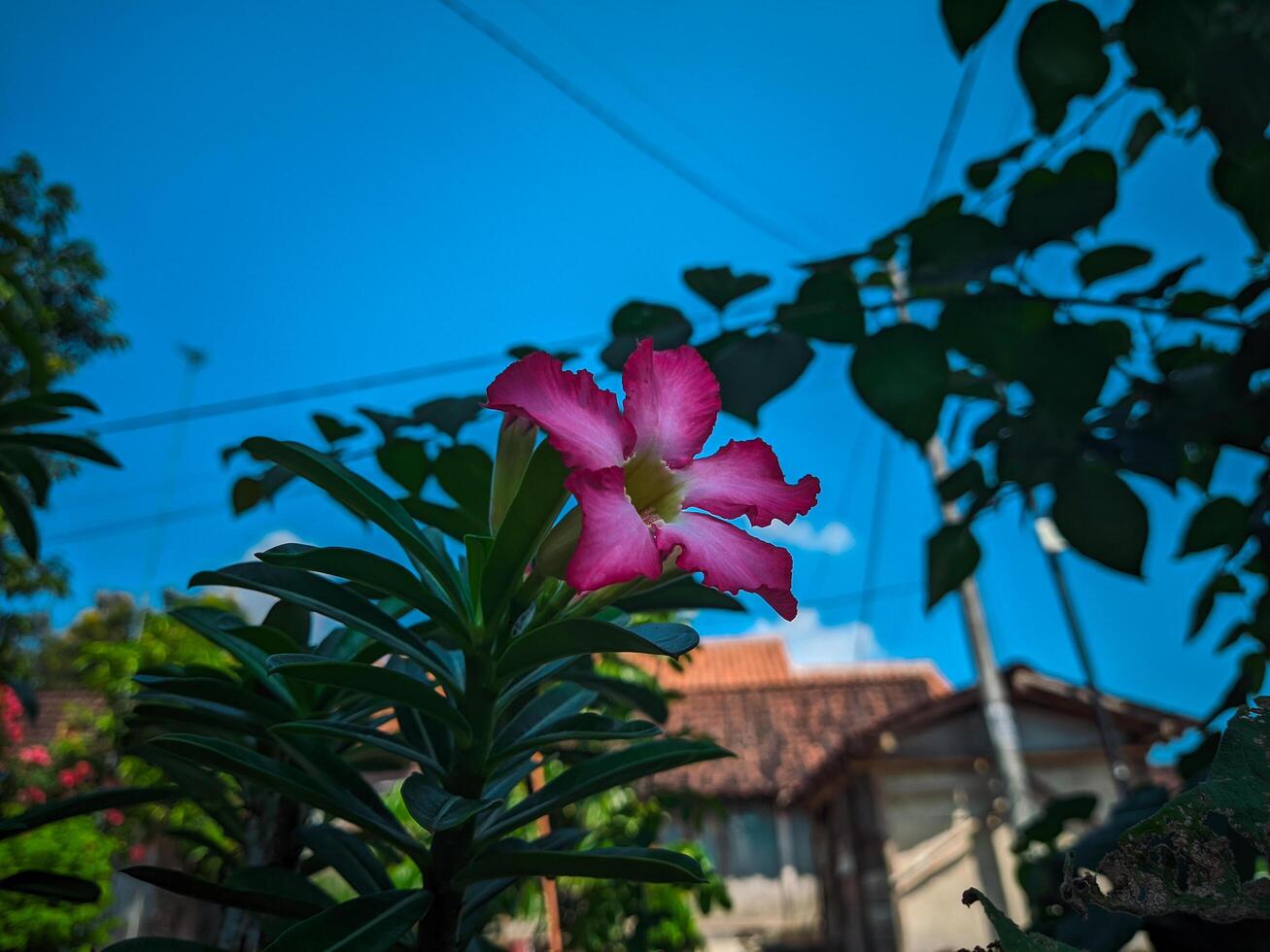 Photo of Adenium obesum. Blooming pink desert rose. Japanese frangipani. Flowers blossom. Beautiful flower background.