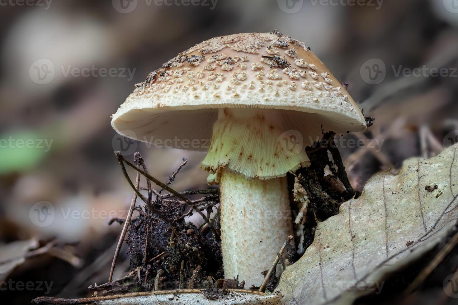 Detail shot of an older blusher mushroom, Amanita Rubescens, on the forest floor photo