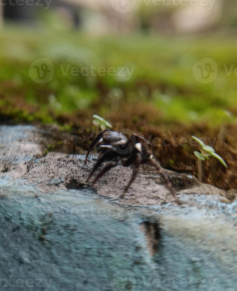 A small black spider, delicate and unassuming, silently weaves its intricate web. Its tiny legs move with precision, creating a delicate tapestry of silk that glistens in the light. photo