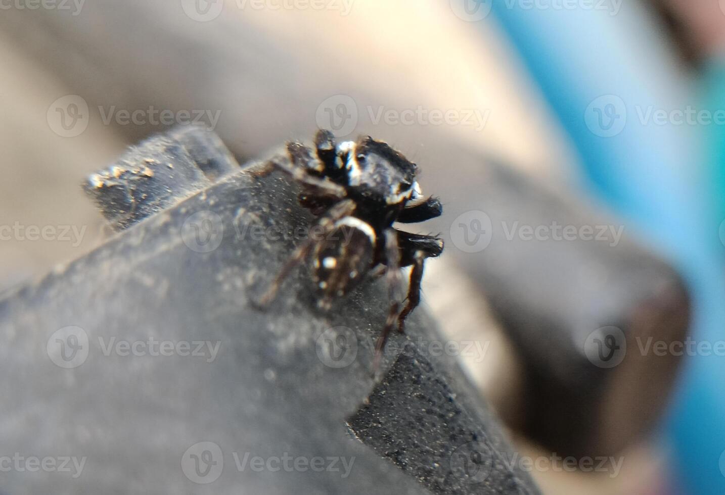 A small black spider, delicate and unassuming, silently weaves its intricate web. Its tiny legs move with precision, creating a delicate tapestry of silk that glistens in the light. photo
