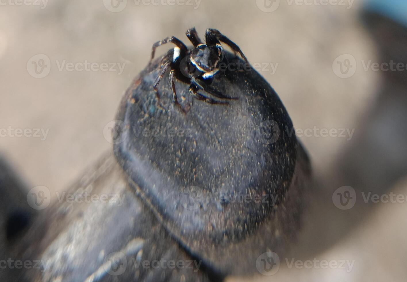A small black spider, delicate and unassuming, silently weaves its intricate web. Its tiny legs move with precision, creating a delicate tapestry of silk that glistens in the light. photo
