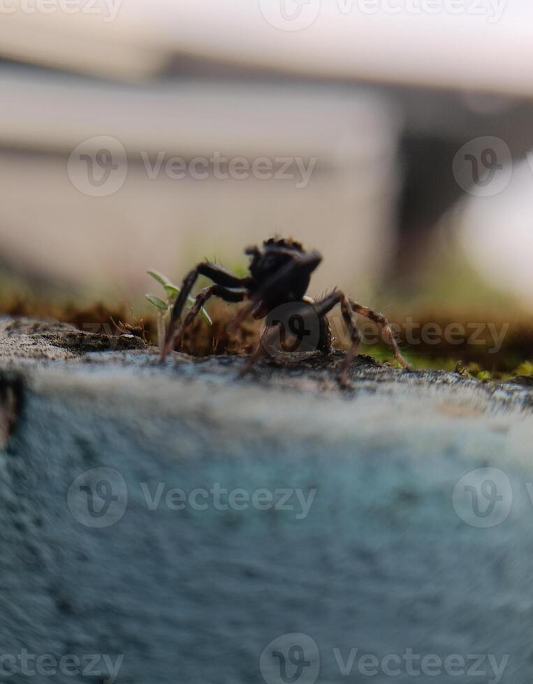 A small black spider, delicate and unassuming, silently weaves its intricate web. Its tiny legs move with precision, creating a delicate tapestry of silk that glistens in the light. photo