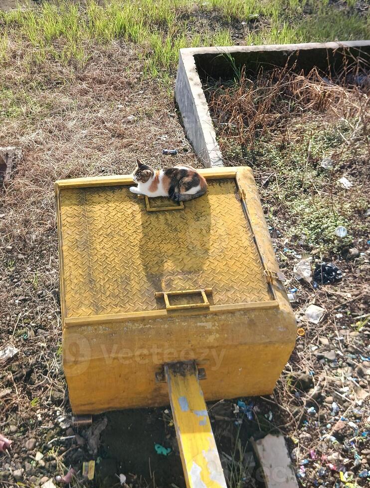 a local cat sunbathing on the yellow box photo