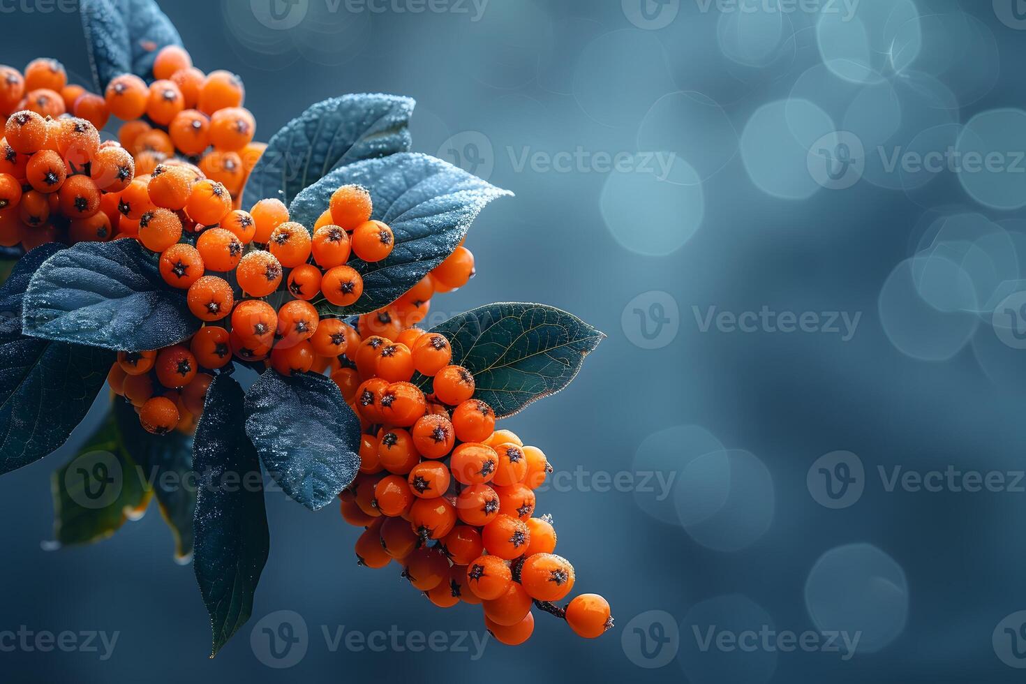 Vibrant Orange Berries and Frosted Green Leaves Against a Bokeh Background for Nature Photography and Holiday Decor photo