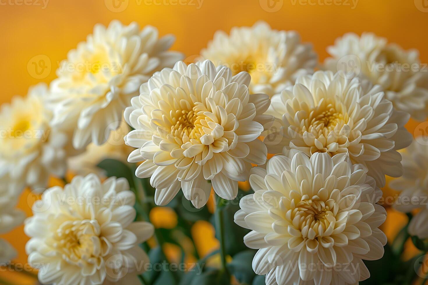 Blooming White Chrysanthemums on Warm Yellow Background - Ideal for Spring and Summer Decor photo