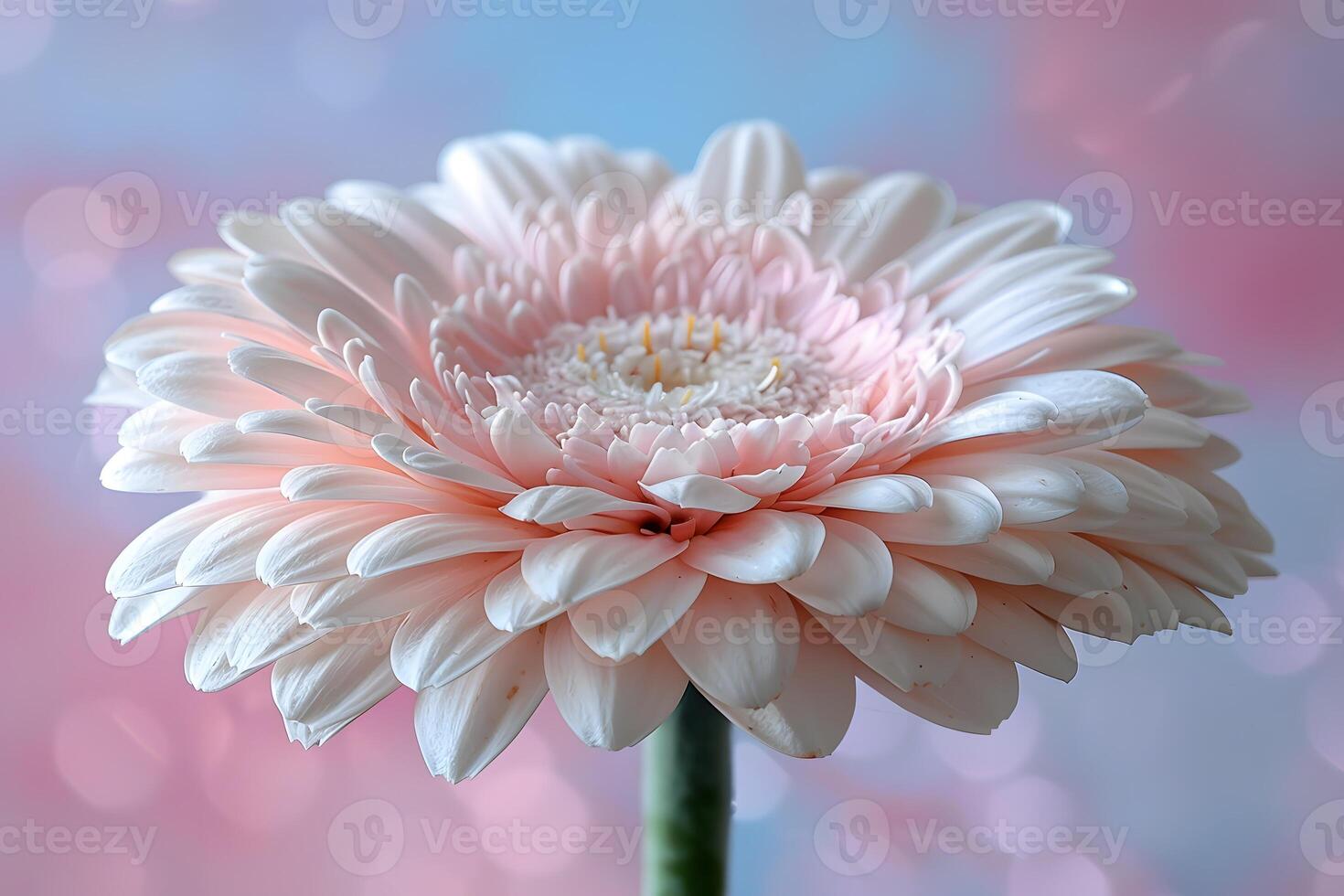 Pink Gerbera Daisy Bloom Elegant Floral Photography for Poster, Print, Card Design photo