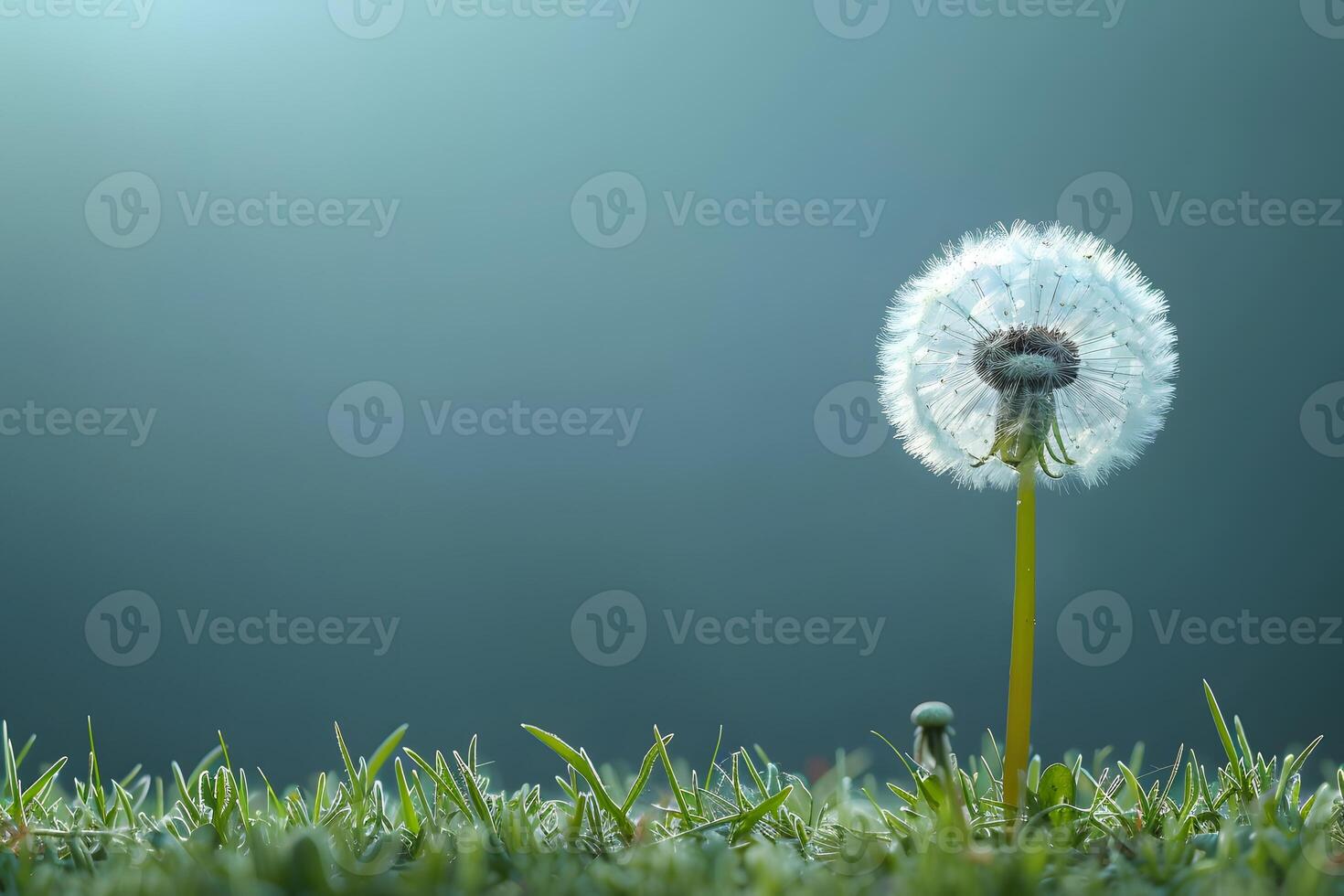 Serene Dandelion in Dewy Grass on a Misty Morning - Nature Photography for Print, Card, Poster photo