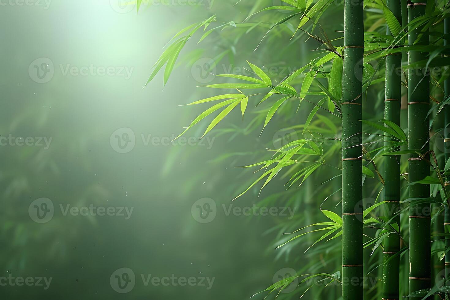 Serene Bamboo Forest with Sunlight - Nature Background for Tranquil Design, Wellness, and Calmness photo