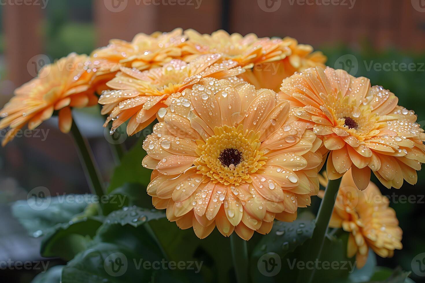 Vibrant Orange Gerbera Daisies with Dew Drops in a Garden Setting Perfect for Nature Prints and Stock Photography photo