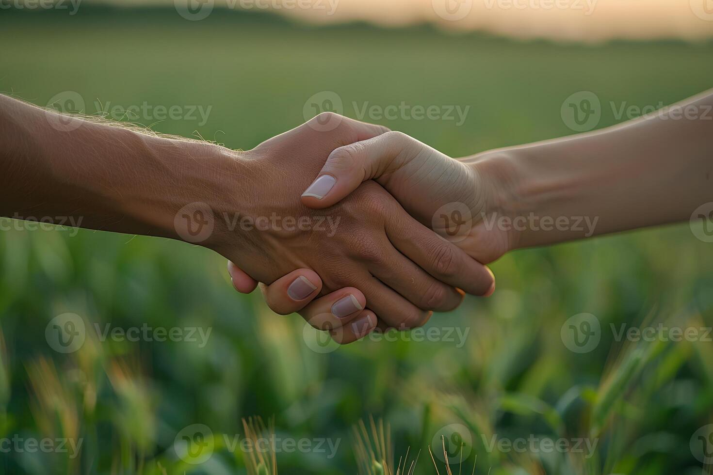 Two People Shaking Hands in Greenfield at Sunset - Symbol of Partnership, Trust, and Community Engagement photo