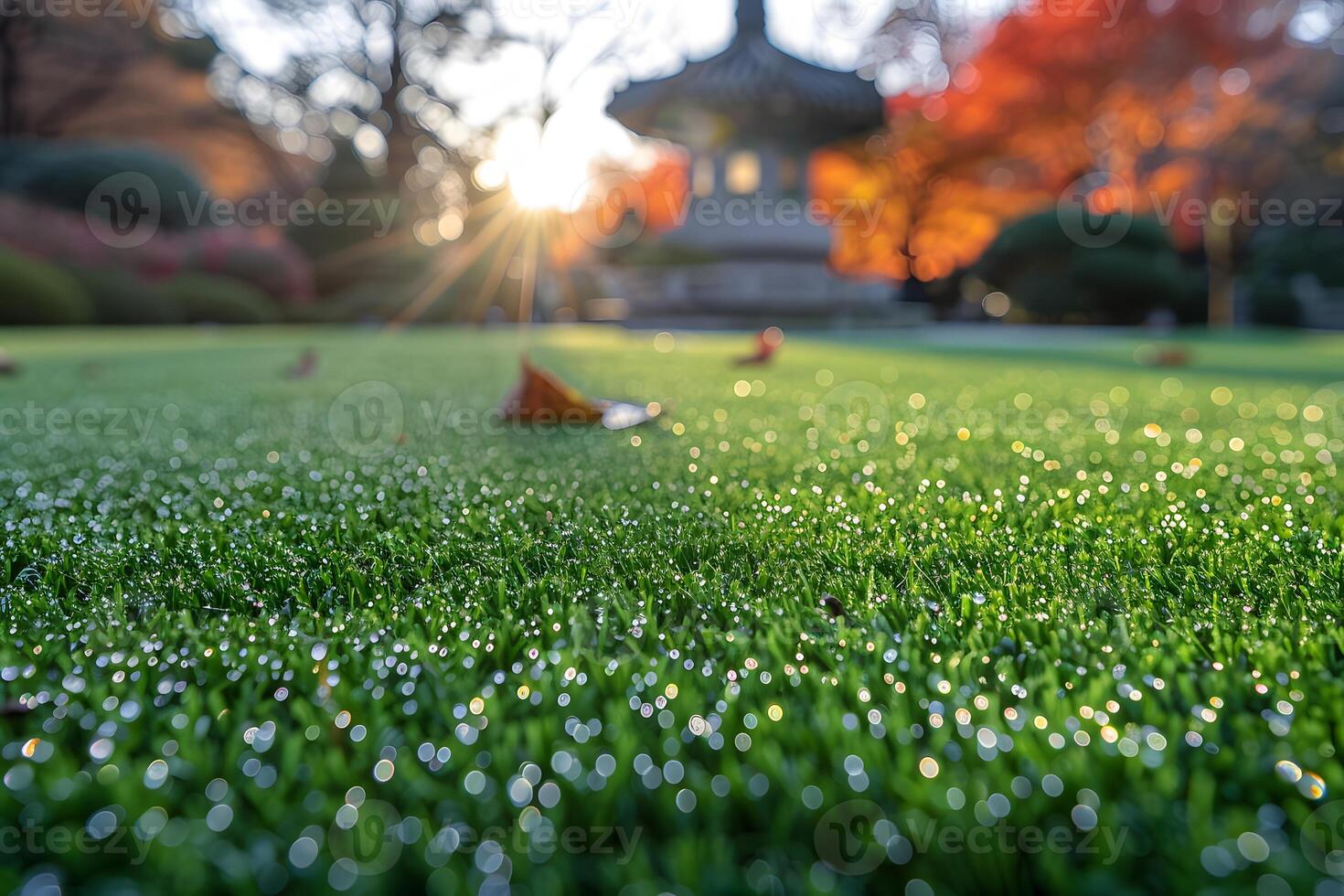 Dew-Covered Grass in Sunrise at Japanese Garden with Autumn Foliage photo