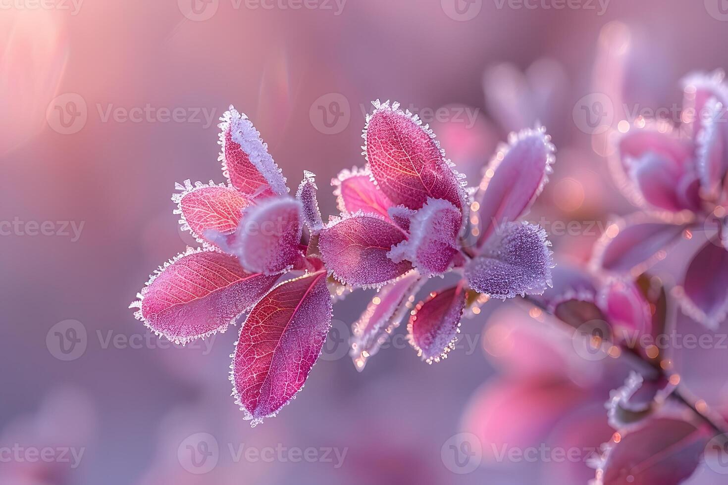 Frost-Covered Pink Leaves in Winter Sunrise - Nature's Tranquil Beauty for Print, Card, Poster Design photo