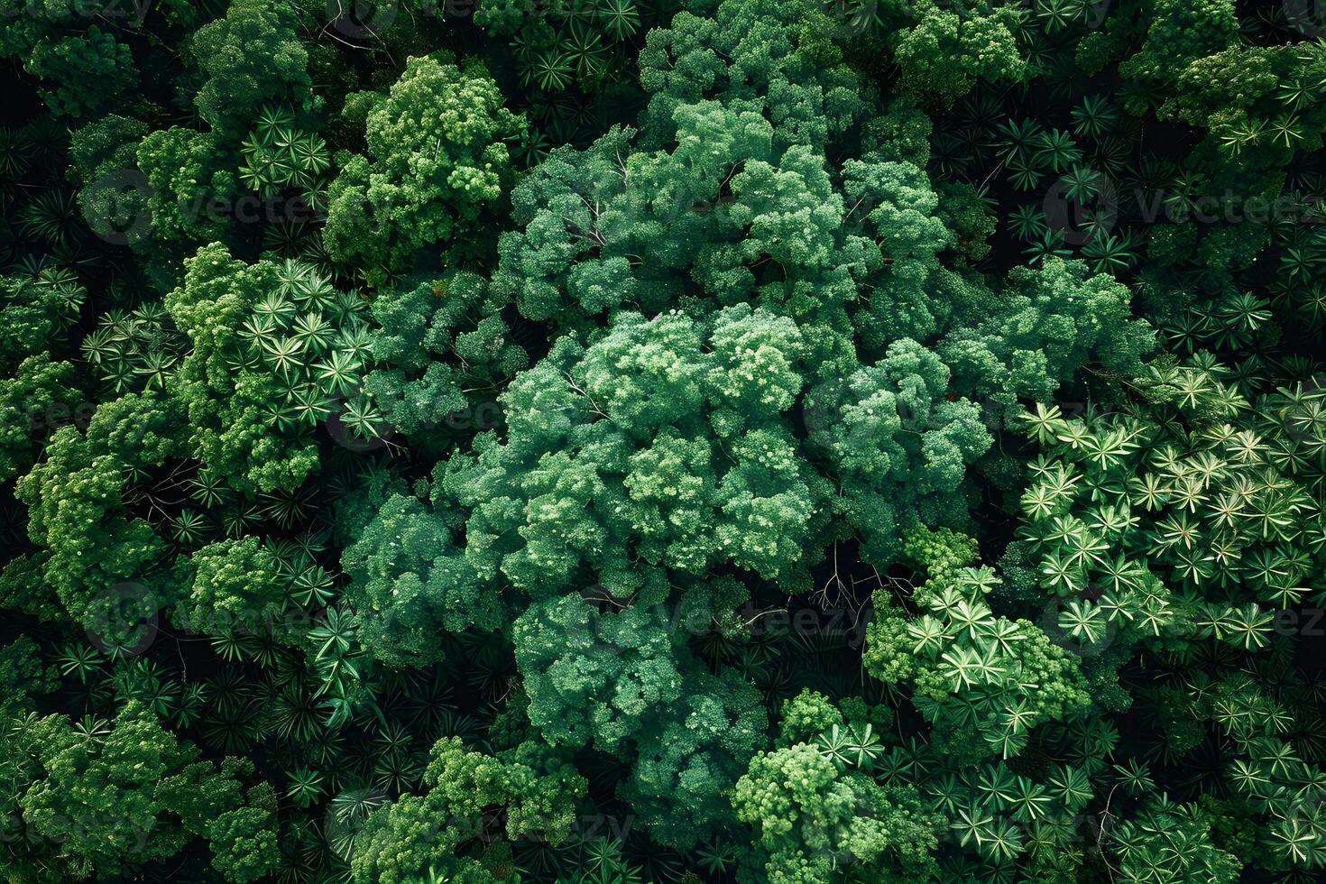 Lush Green Forest Aerial View - Nature, Serenity, and Environmental Conservation for Print and Design photo