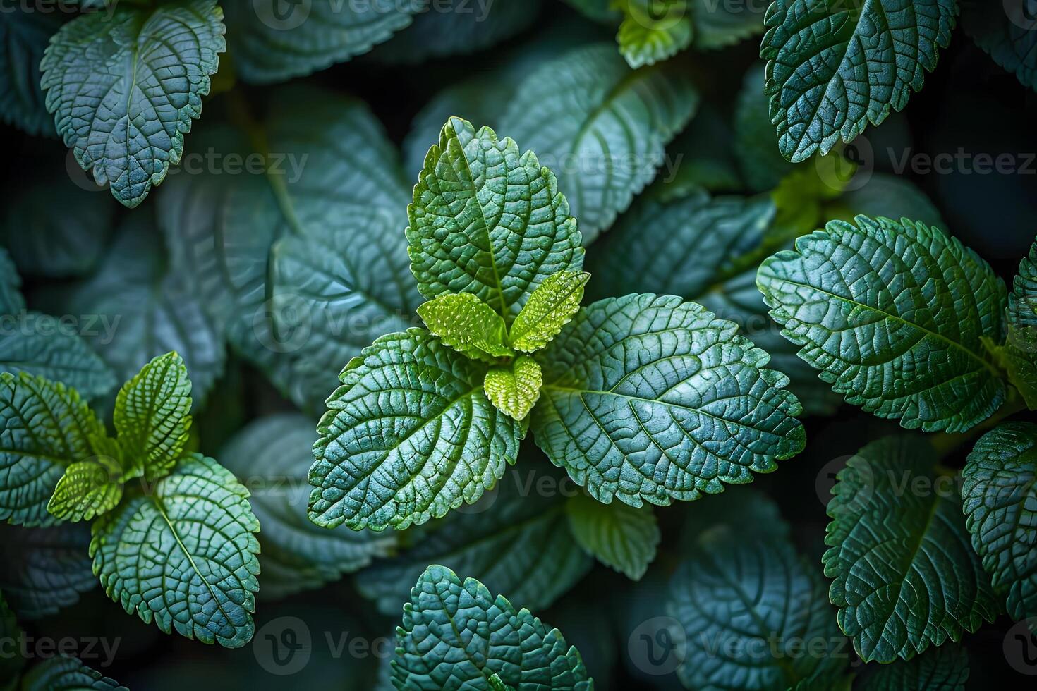 Fresh Green Mint Leaves Close-Up Botanical Texture for Natural Design and Health Concepts photo